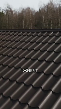 Какую кровлю выбрать в Ленобласти?
