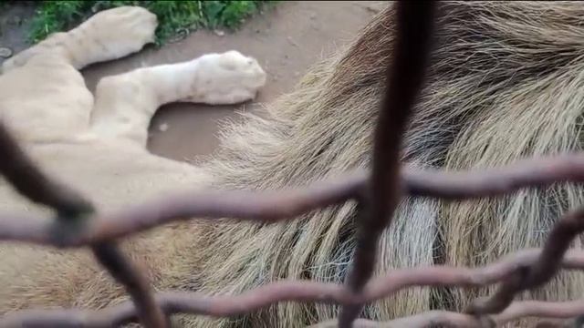 Шерхан поздравил маму Свету с Днём Рождения