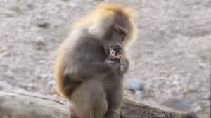 Главная СТРАСТЬ гамадрилов из ДОМ2- мясо! Все бегут на угощения и отщепенцу досталось! Тайган