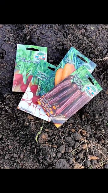 Морковь + редис: гениальный тандем для идеальных грядок! 🌱✨