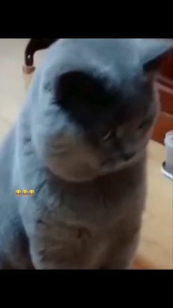 Смешные кошки