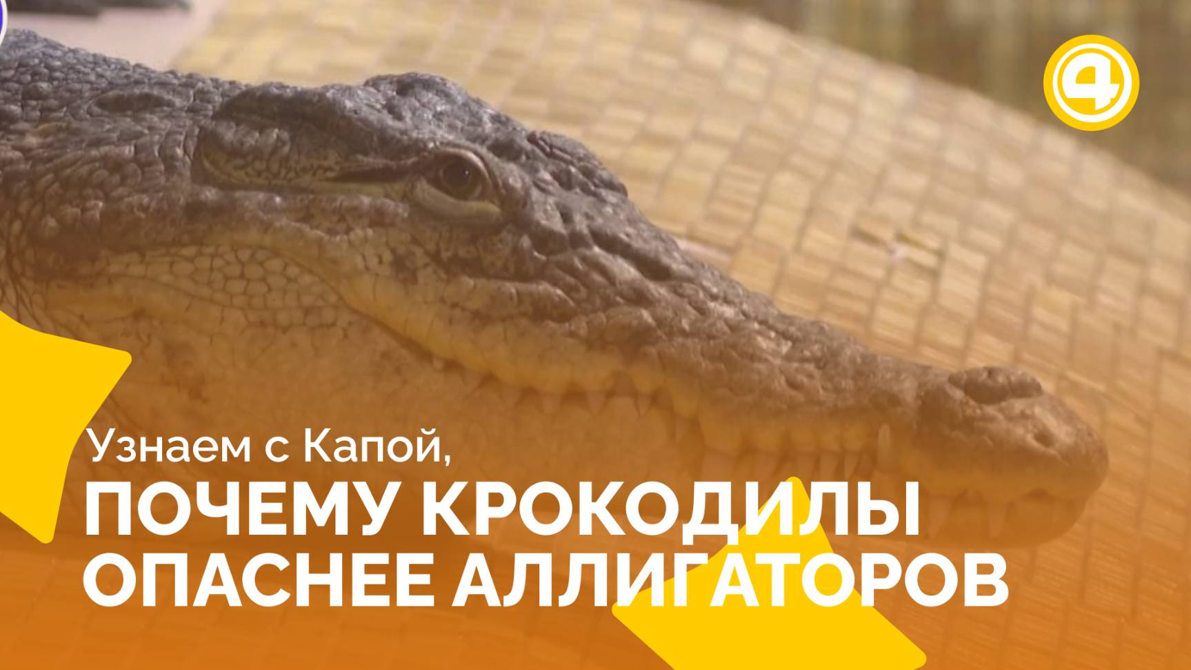 Где живут крокодилы и где аллигаторы