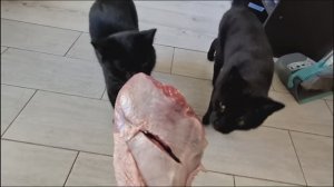 Готовим индейку под руководством котов 🦃🐱🐱
