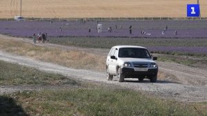 Лавандовое поле зацвело в Бахчисарайском районе Крыма