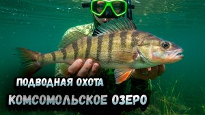 Подводная охота на Комсомольском озере. Крупный окунь и идеальный прозрак.