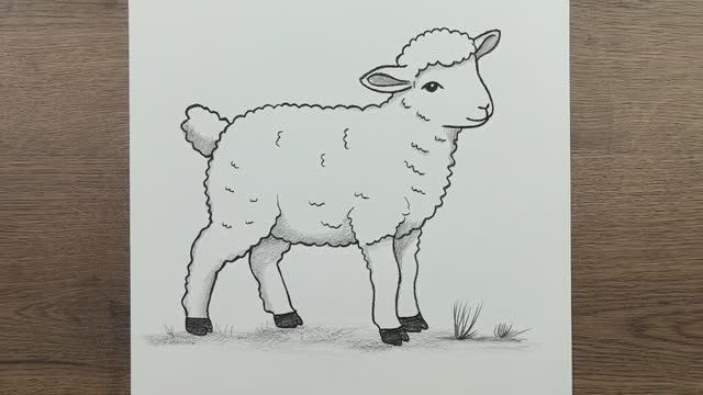 Как нарисовать милого ягненка  барашка шаг за шагом