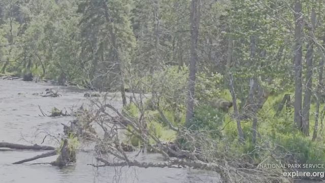 Медвежонок испугался- на дерево прятаться полез