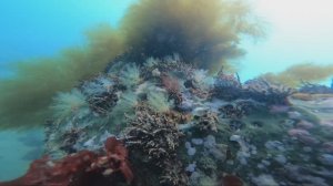 Nevelsk city Underwater World 2025