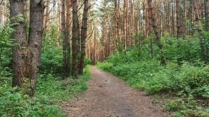 Идём навстречу выходным. Сосновый бор. Дорога через лес. Июнь 2025