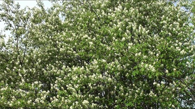 Цветущая ирга, пение птиц и шелест листьев!...