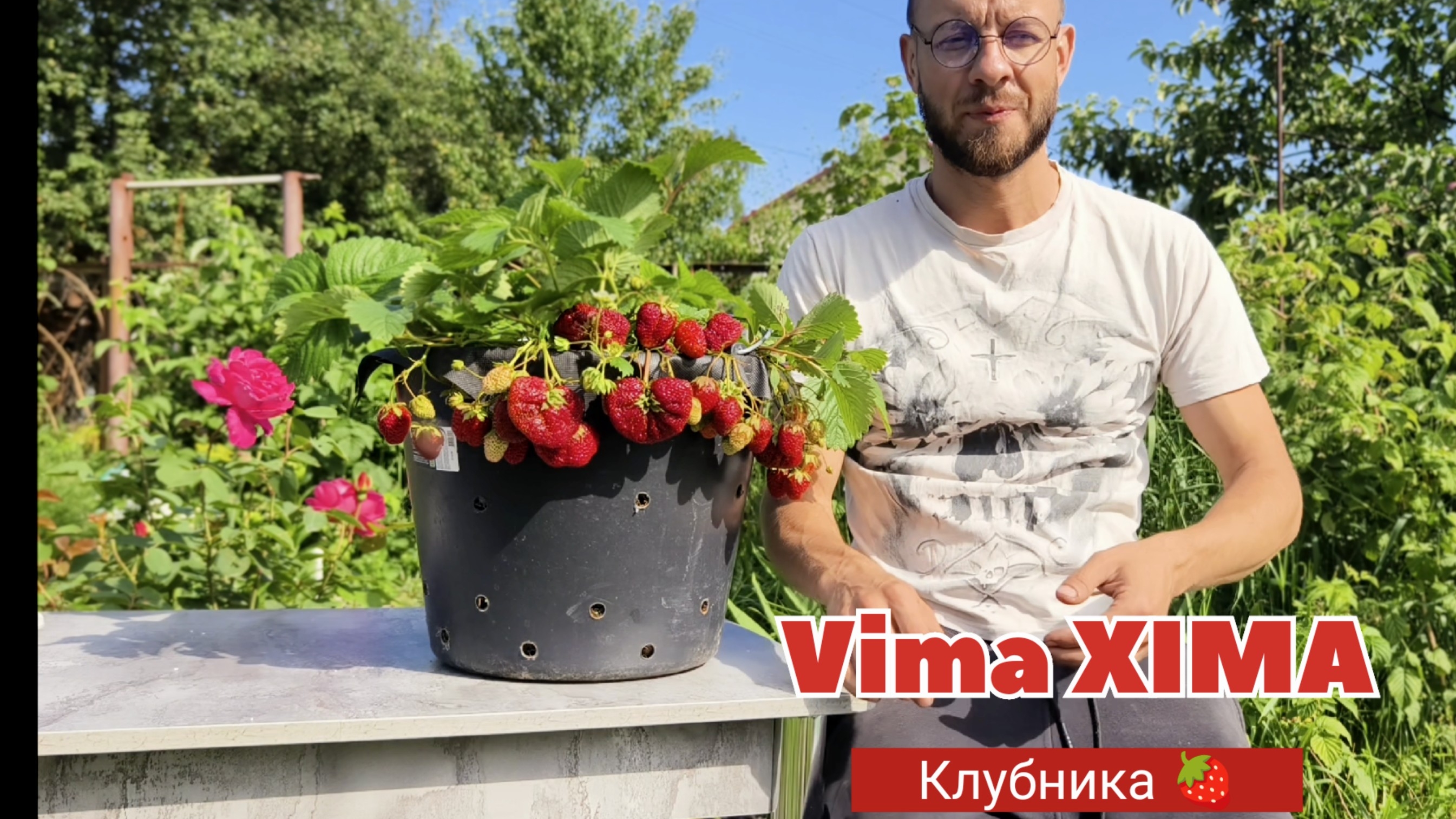 Клубника Вима Ксима (Vima Xima) сладкая, крупная !