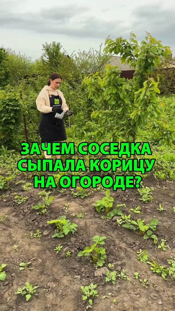 Зачем соседка сыпала корицу на огороде