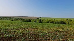 БЕЛАРУСЬ МТЗ 1221 КУЛЬТИВАЦИЯ КУКУРУЗЫ