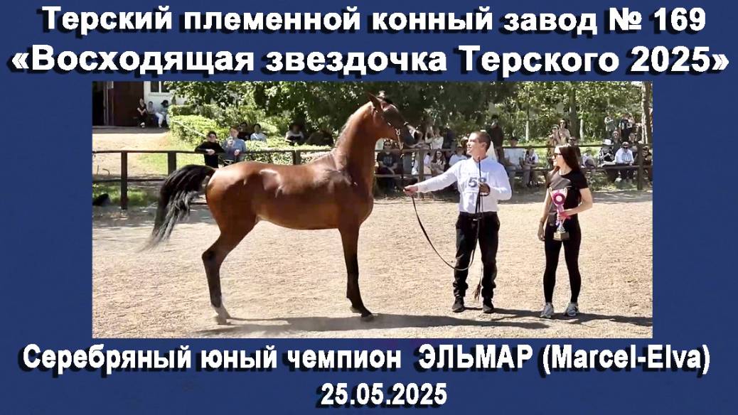 Эльмар (Marcel-Elva) Серебряный юный чемпион XII Восходящая звездочка Терского Цена +79883400208