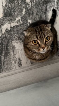 🐯УТРЕННЯЯ ЖДУЛЯ🐯