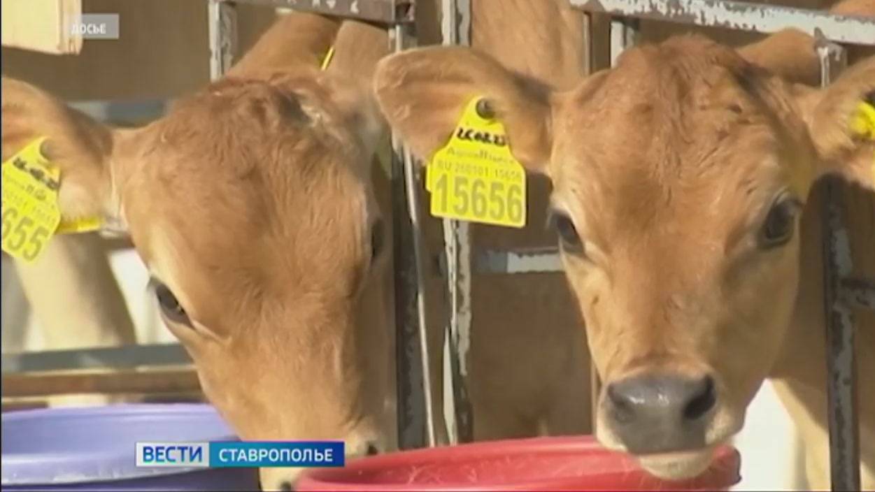 Власти Ставрополья выделяют миллиарды рублей на поддержку краевых аграриев