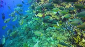 Волны тишины. Музыка океана и рыб. Часть 38