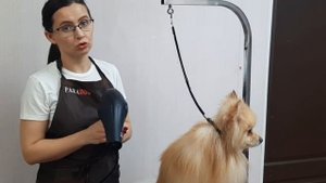 Гигиена собаки в домашних условиях -  как правильно ухаживать за питомцем