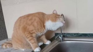 Кот-водохлёб: 'Водичка, водичка...' — кадры жажды! 😹💦