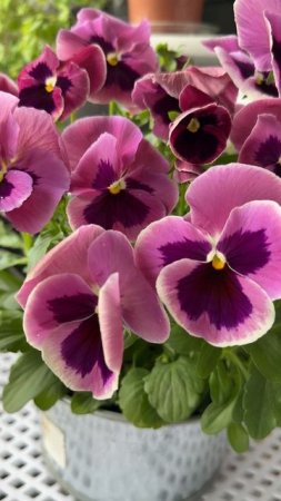Виола Инспайе Пинк Шейдс Viola Inspire Pink Shades