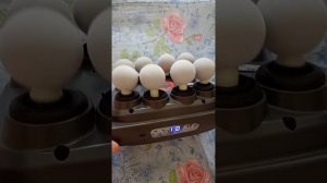 ПЕРКУССИОННЫЙ МАССАЖЁР
