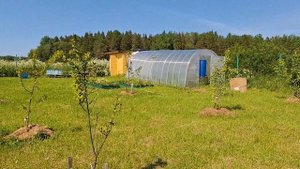 Огород и плоды в середине июня 2025 🌱🍓🥒😄