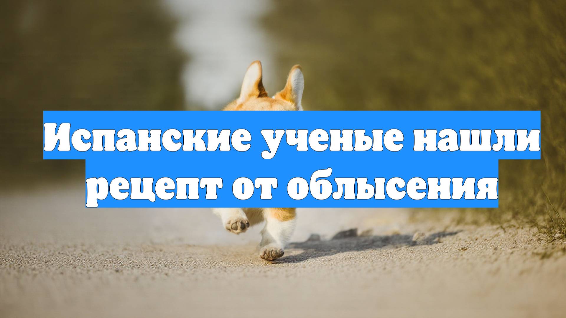Испанские ученые нашли рецепт от облысения