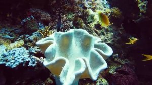 Волны тишины. Музыка океана и рыб. Часть 13