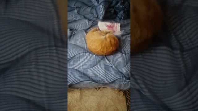 Мой любимый котик