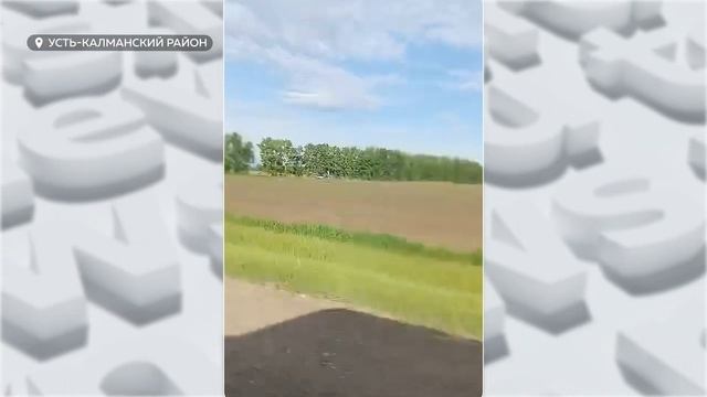 Первый случай массовой гибели пчел в этом году зафиксирован в Алтайском крае