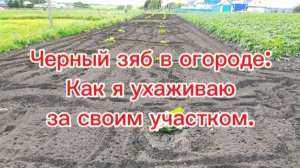 Зачем чёрный зяб в огороде. Как я ухаживаю за огородом.