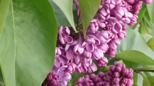 ЛИЛОВАЯ СИРЕНЬ LILAC CYRINGA L СИРЕНЬ красота