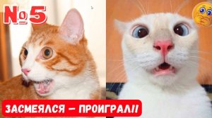 Смешные домашние животные 2025🤣Лучшие моменты 😍СМЕШНОЕ ВИДЕО о Животных