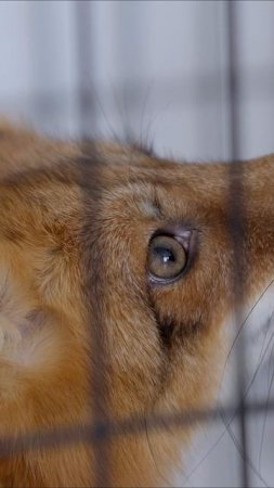 🦊 Мечта – сбывайся! #ветеран #СВО