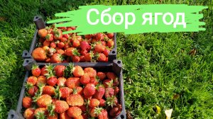 Сад. Сбор ягод. 20.06.2025