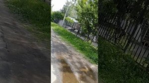 Колокольчики