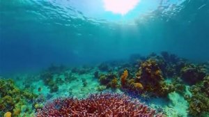 Волны тишины. Музыка океана и рыб. Часть 22