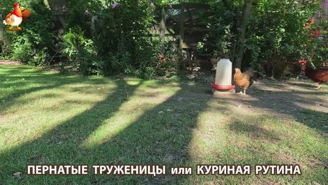 Куры несушки свободного выгула и их обычная куриная рутина – эпизод (468)