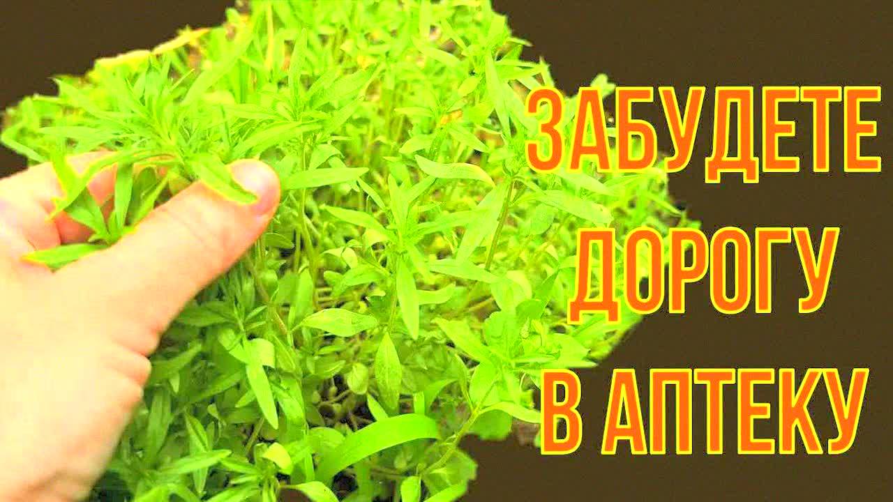 Старый грузинский метод для здоровья мозга и кишечника! Чистый организм, ясный ум даже в 80 лет