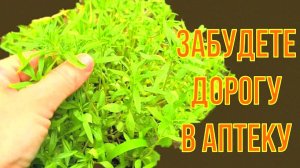 Старый грузинский метод для здоровья мозга и кишечника! Чистый организм, ясный ум даже в 80 лет