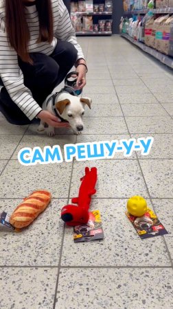 🐶 В «Ленте Зоомаркет» питомцы могут сами выбирать игрушки!