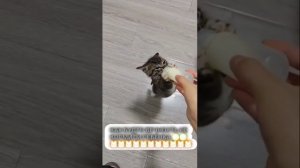 Смешной котик🤣🤣