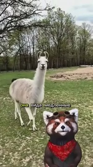 Лама без мата😂