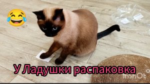 У😂кошки🐱Ладушки👍распаковка‼️ #распаковка с ВБ