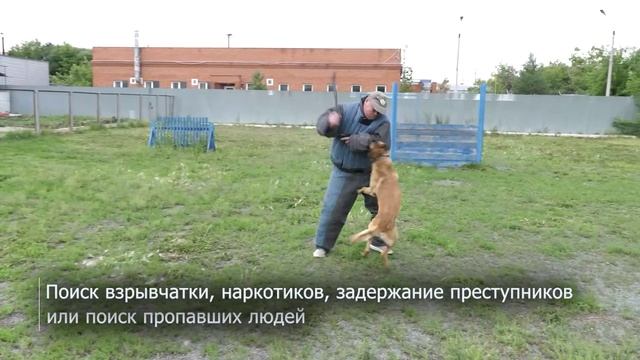 В Челябинске кинологи отметят свой профессиональный праздник