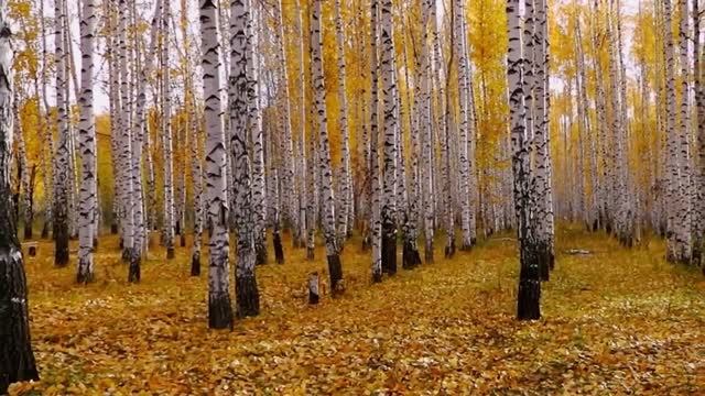 КРАЙ РОДИМЫЙ, БОЖИЙ КРАЙ! Музыка и исполнение Людмила Кондрашова Слова Сергей Шабутин смотреть онлайн
