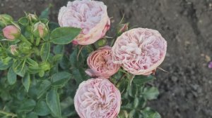 Саженцы роз с доставкой по России 🥰 ОКС. Заказать - rosebushes.ru