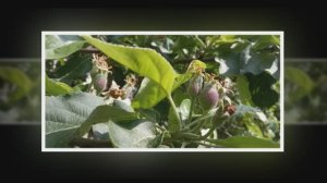 Торопливый июнь. Природа