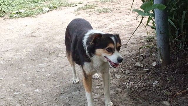 🐕🐕 собака