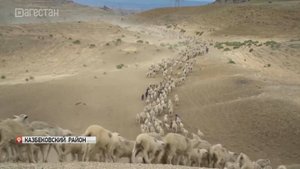 В Дагестане завершается перегон скота на летние пастбища